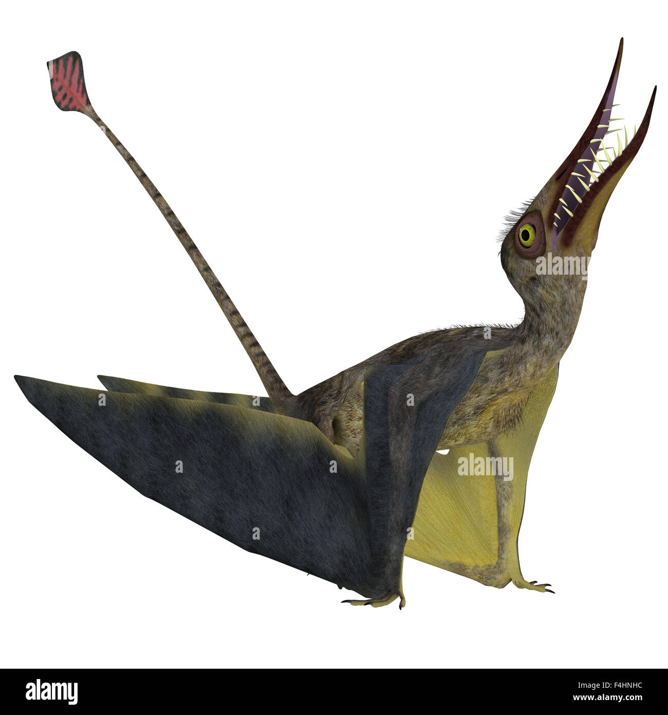 Pterosaur Reptiles - A Collection Of Various Pterosaur Reptiles From  Different Prehistoric Periods Of Earth's History. Stock Photo, Picture and  Royalty Free Image. Image 76049558.