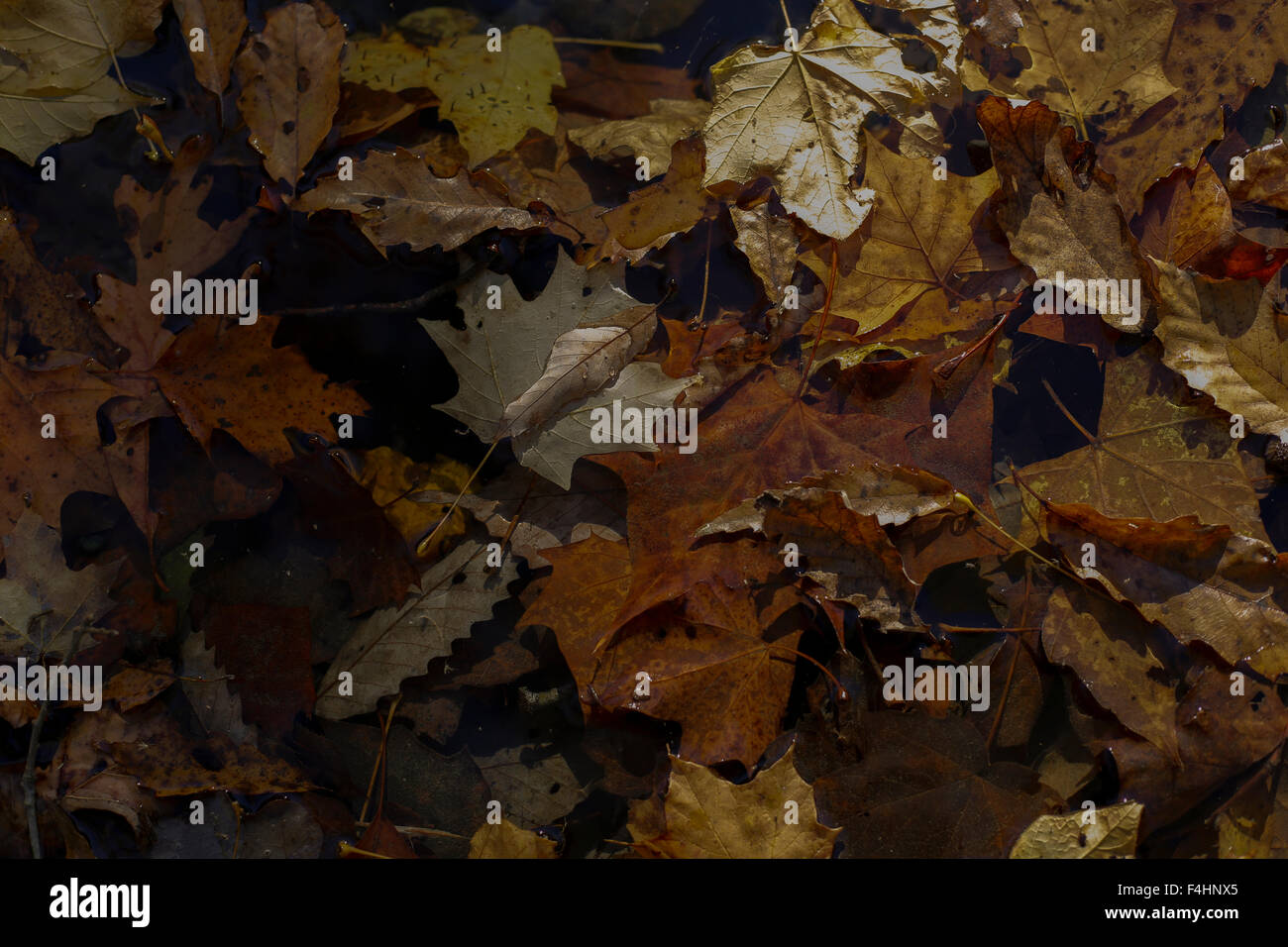 Bloomington, Indiana. 18th Oct, 2015. Fall colors at the Cedar Bluff