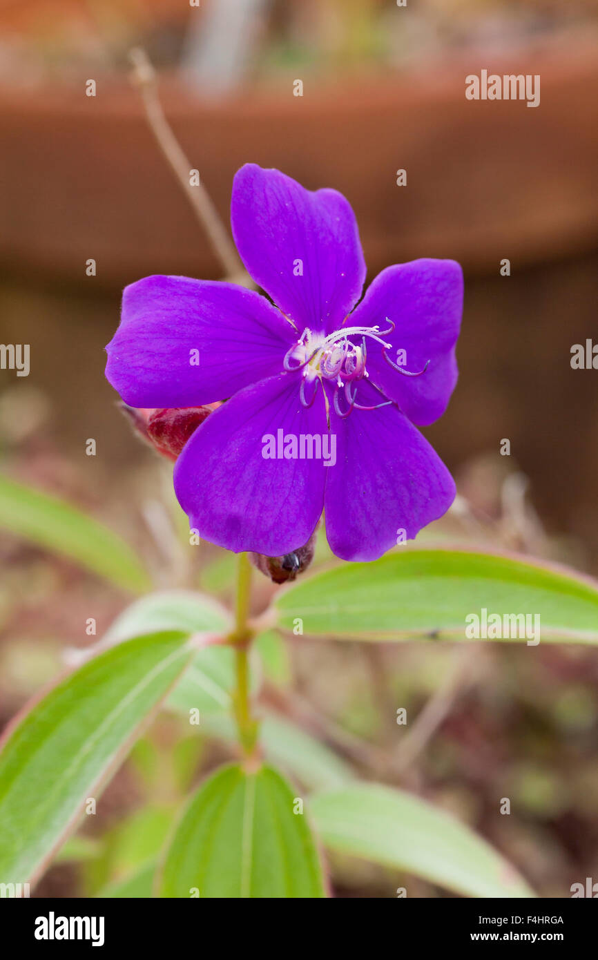 Glory Bush flower (Tibouchina lepidota) Stock Photo