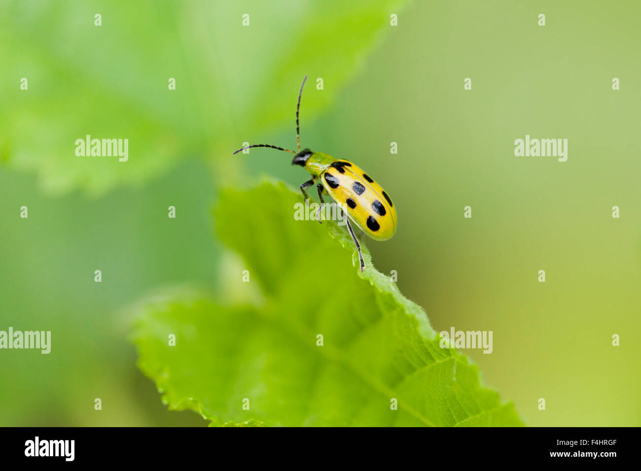 Spotted cucumber beetle (Diabrotica undecimpunctata) - USA Stock Photo
