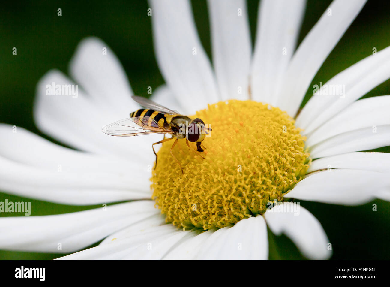 American hoverfly (Eupeodes americanus) on daisy flower - Virginia USA Stock Photo