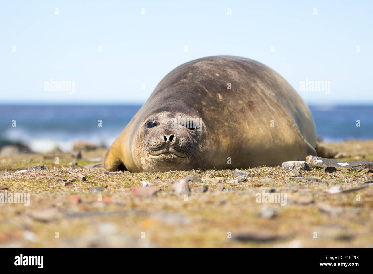 Southern Elephant Seal cow having recently given birth, lying in her colony at Whale Point, Falkland Islands. Stock Photo