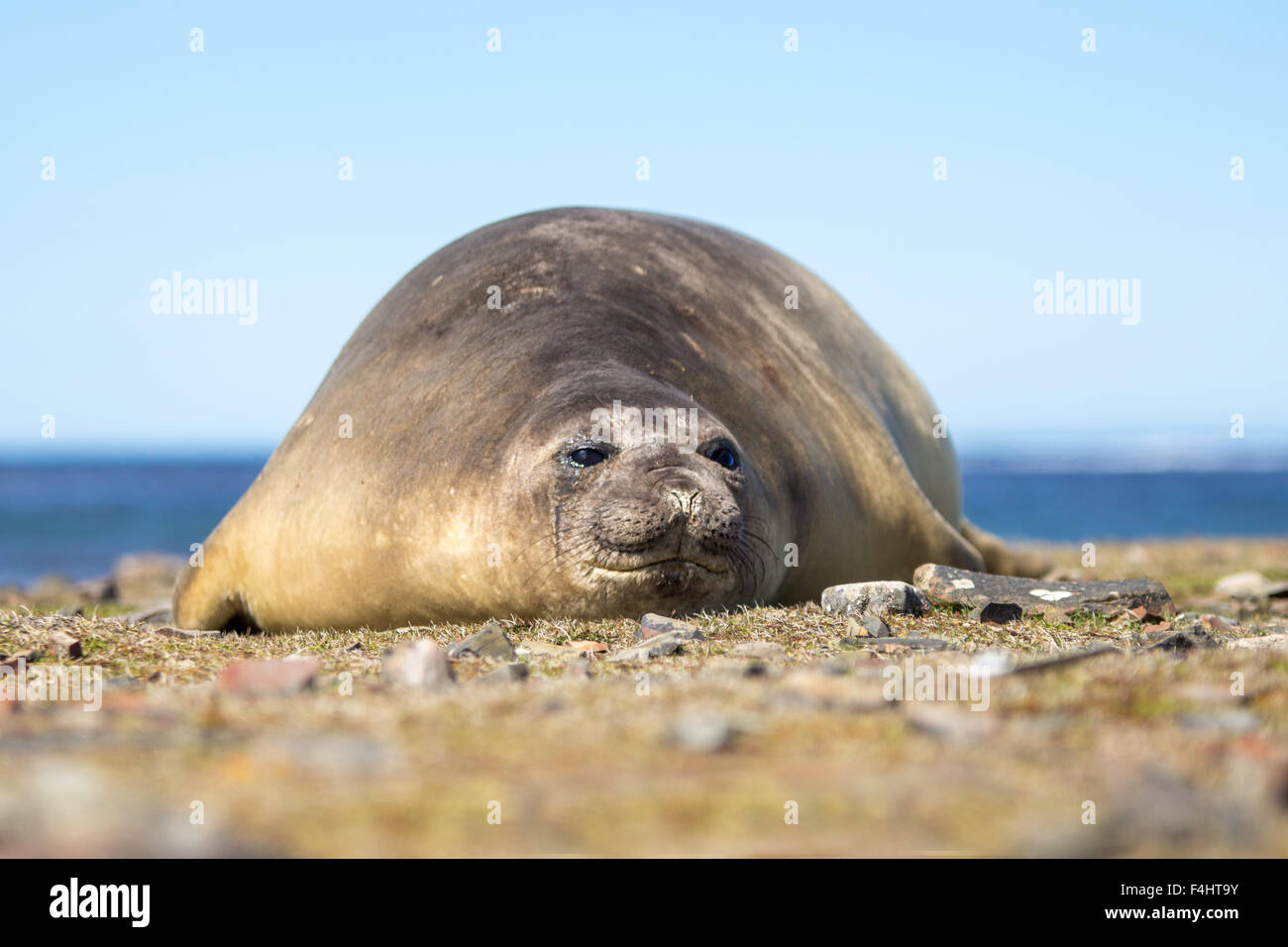 Southern Elephant Seal cow (Mirounga leonina) Falkland Islands Stock Photo