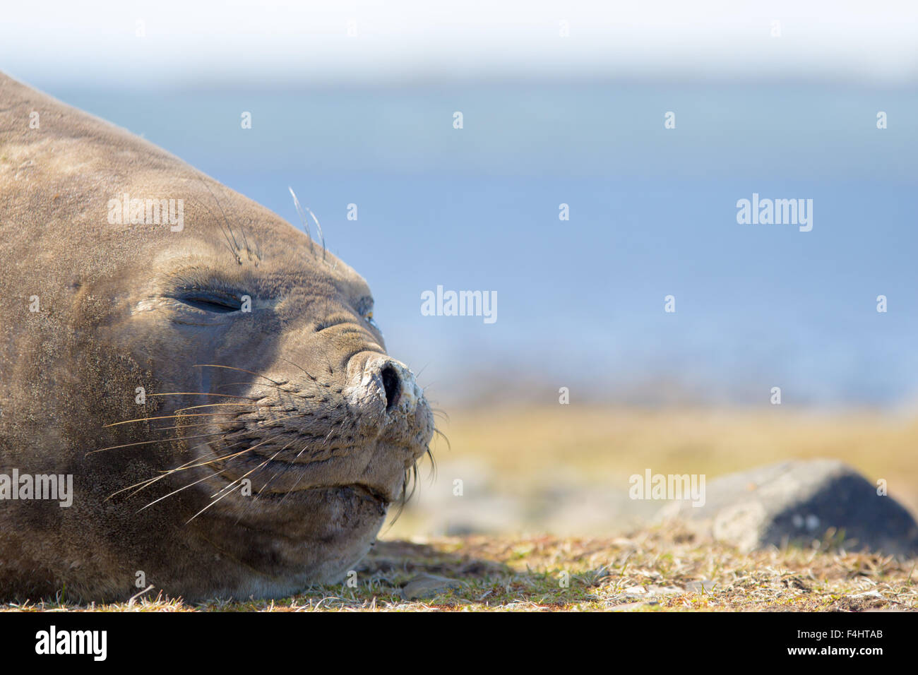 Southern Elephant Seal (Mirounga leonina) cow. Close up. Falkland Islands. Stock Photo