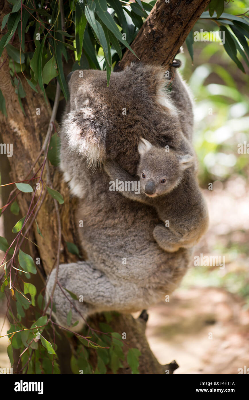 Koala bear baby hi-res stock photography and images - Alamy