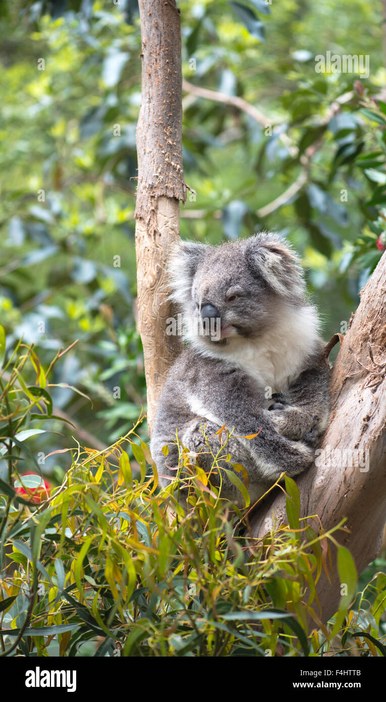 Koala sitting hi-res stock photography and images - Alamy