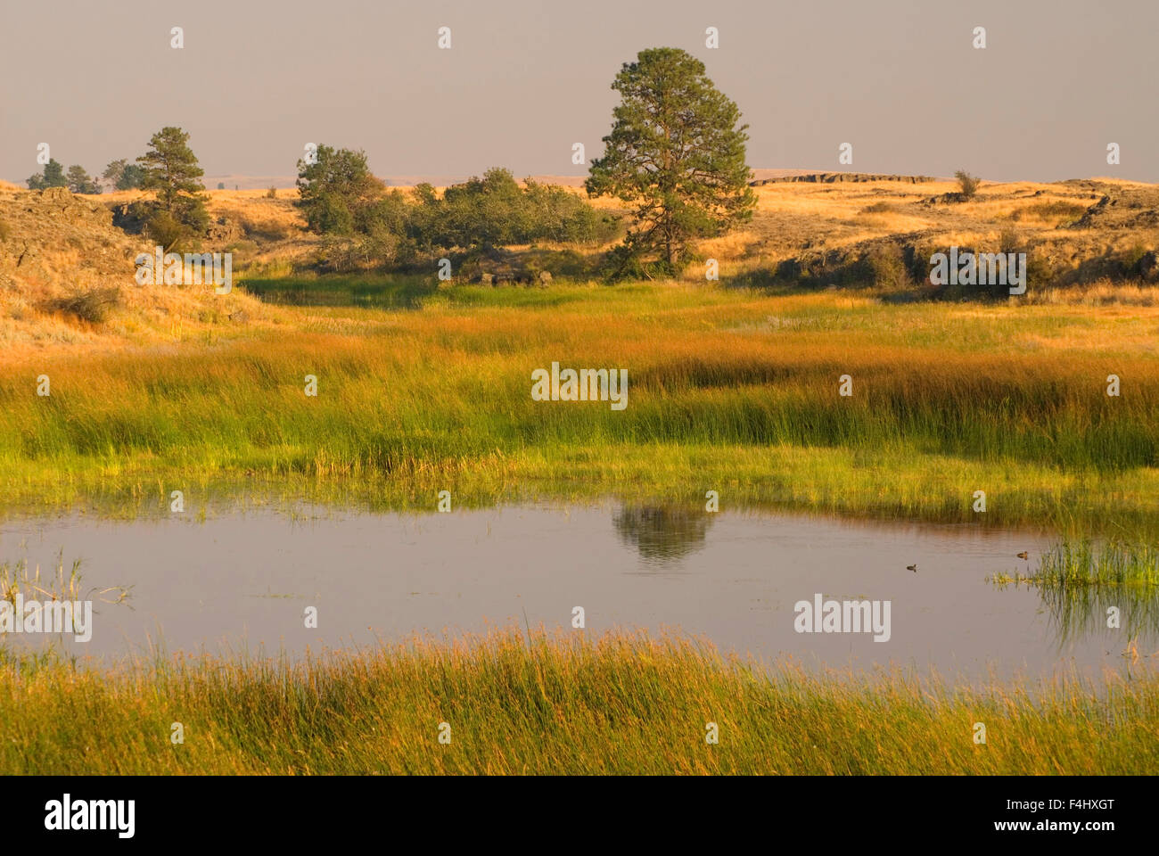 Smick Meadows Wetlands pond, Fishtrap Recreation Area, Spokane District Bureau of Land Management, Washington Stock Photo