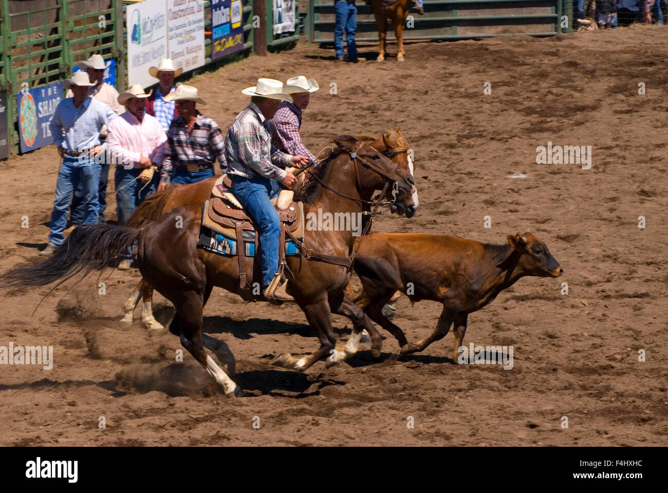 Bulldogging Rodeo Cowboy steer wrestling bulldogging is rodeo event hi-res stock ...