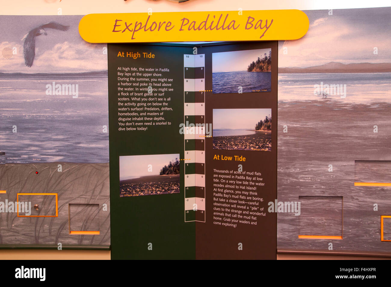Visitor Center displays, Padilla Bay National Estuarine Reserve