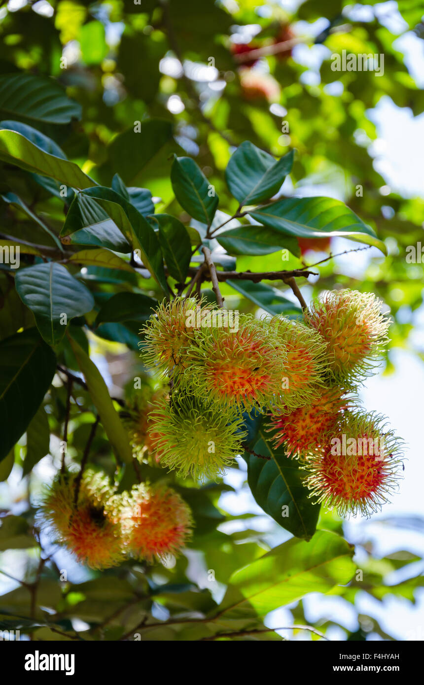 Rambutan Tree In Organic Fruit Garden Stock Photo - Alamy