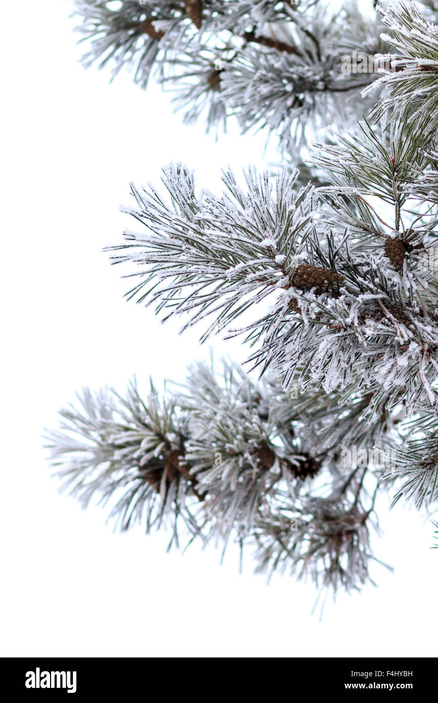 Snowy branches of pine tree isolated on white background. Christmas ...