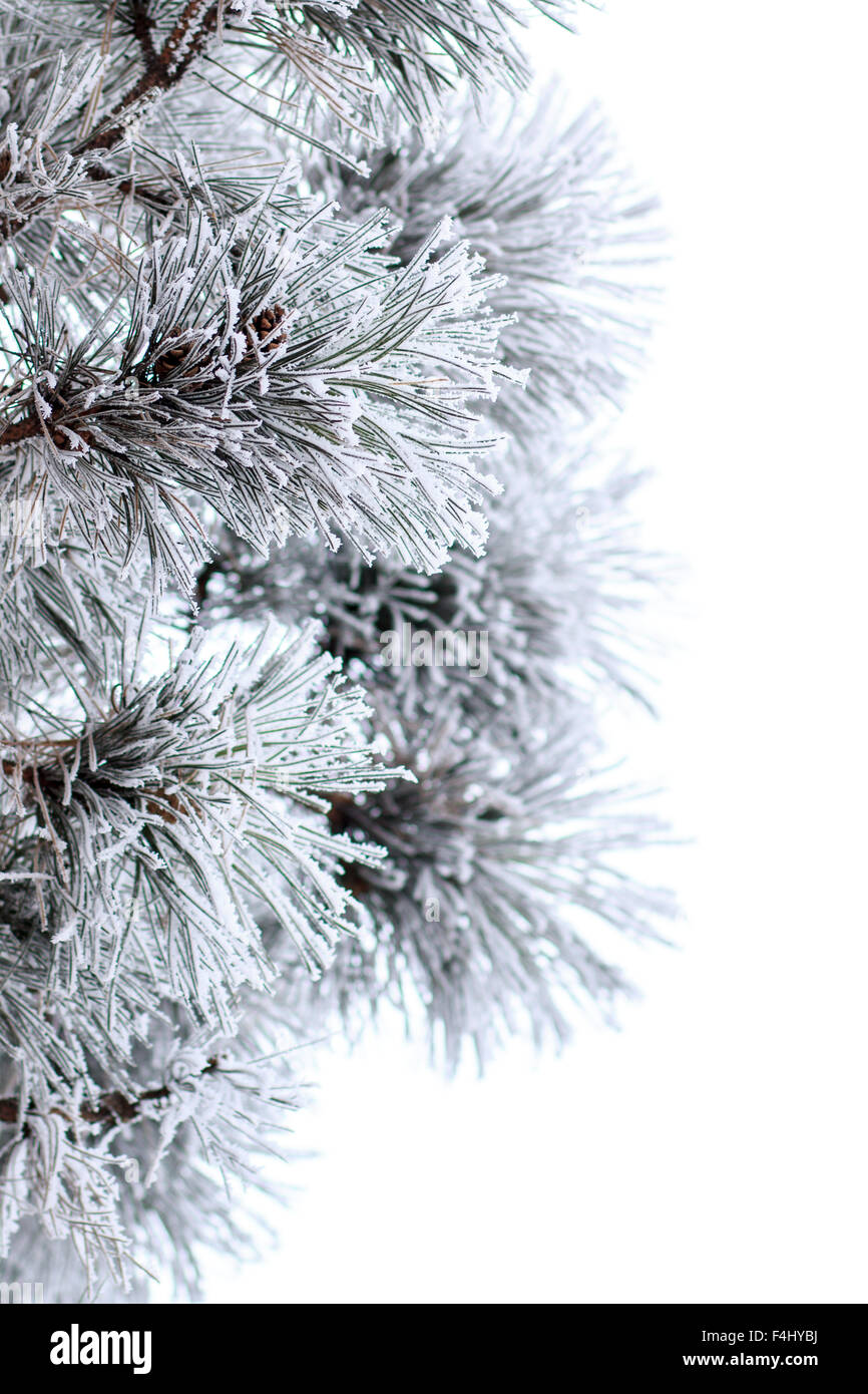 Snowy branches of pine tree isolated on white background. Christmas ...