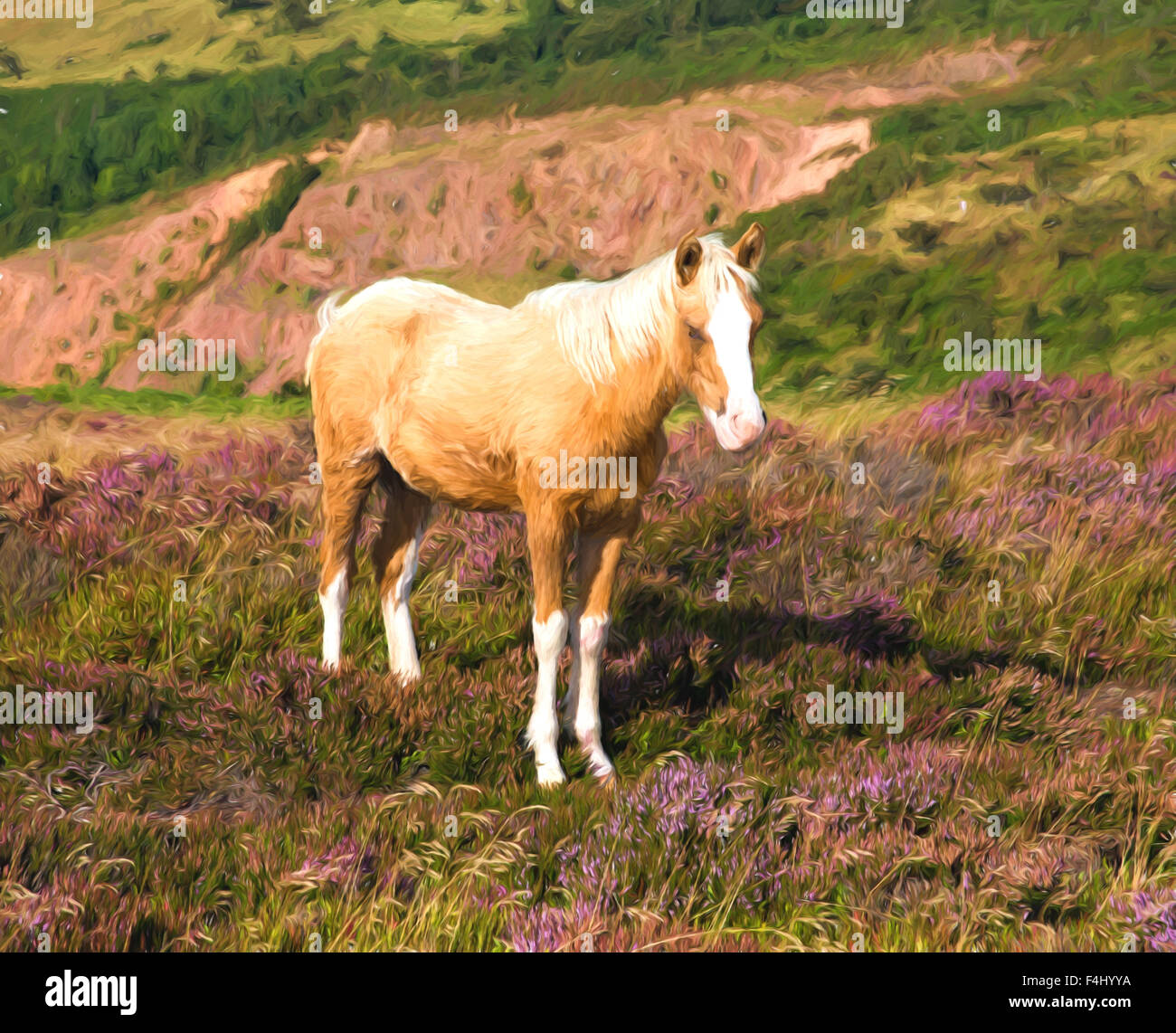 Dun cream pony with a white nose on an English hillside with purple heather illustration like oil painting Stock Photo