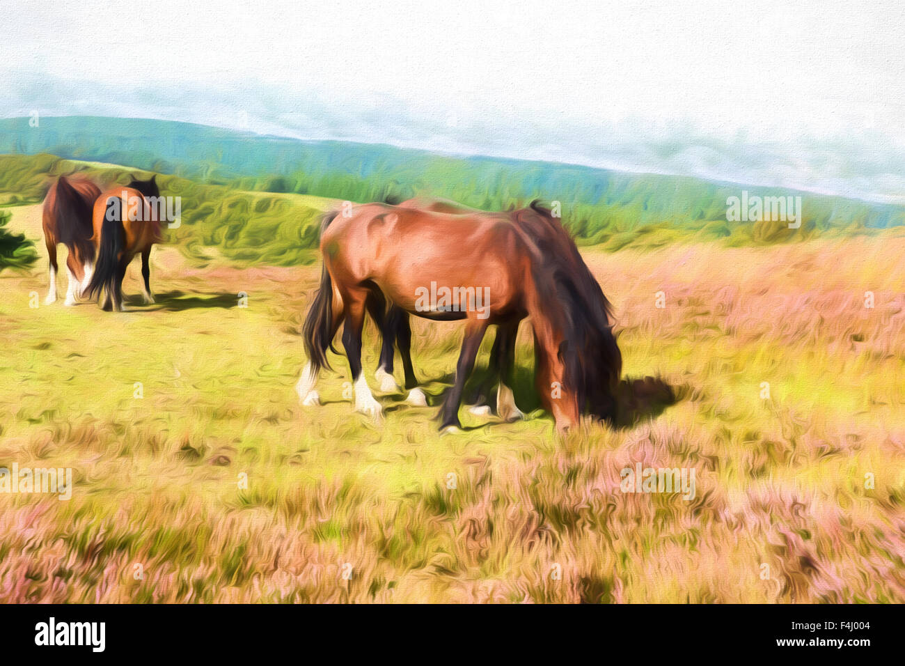 English country scene with ponies on Quantock Hills Somerset England with purple heather illustration Stock Photo