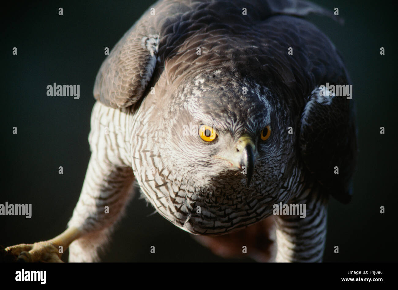 Light up animals hi-res stock photography and images - Alamy