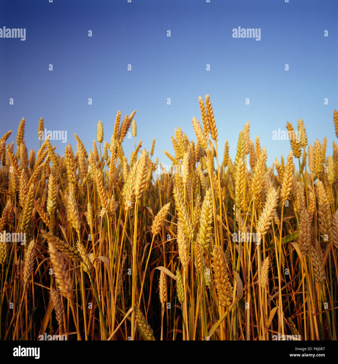 Spikes of cereal grass, close-up Stock Photo