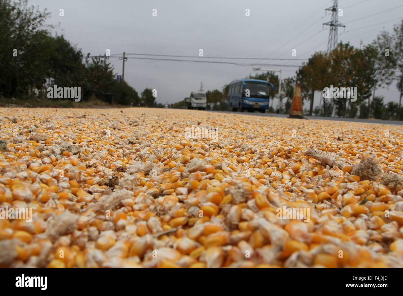 Binzhou, Shandong, CHN. 18th Oct, 2015. Binzhou, CHINA - October 18 2015: (EDITORIAL USE ONLY. CHINA OUT) Corns are dried on Provincial road 316 in Binzhou Shandong. Drivers complain about it while farmers claim that they have no place to dry corns. © SIPA Asia/ZUMA Wire/Alamy Live News Stock Photo