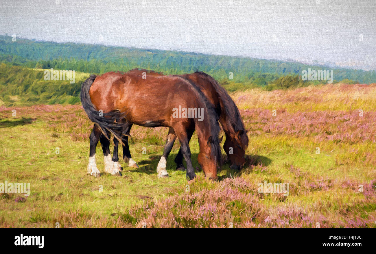 Two ponies grazing on Quantock Hills Somerset England with purple heather illustration like oil painting Stock Photo