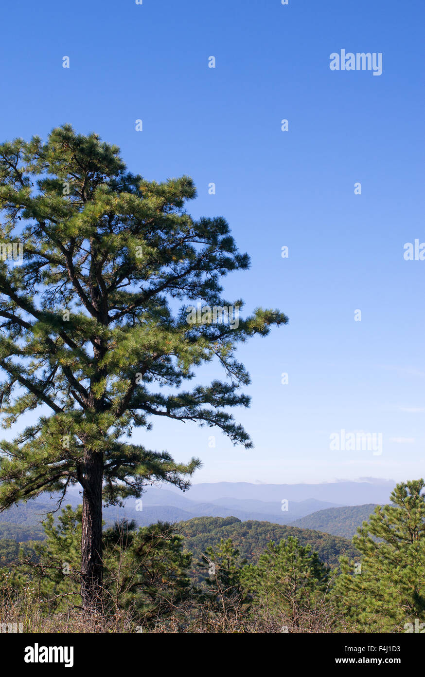 Virginia pine hires stock photography and images Alamy