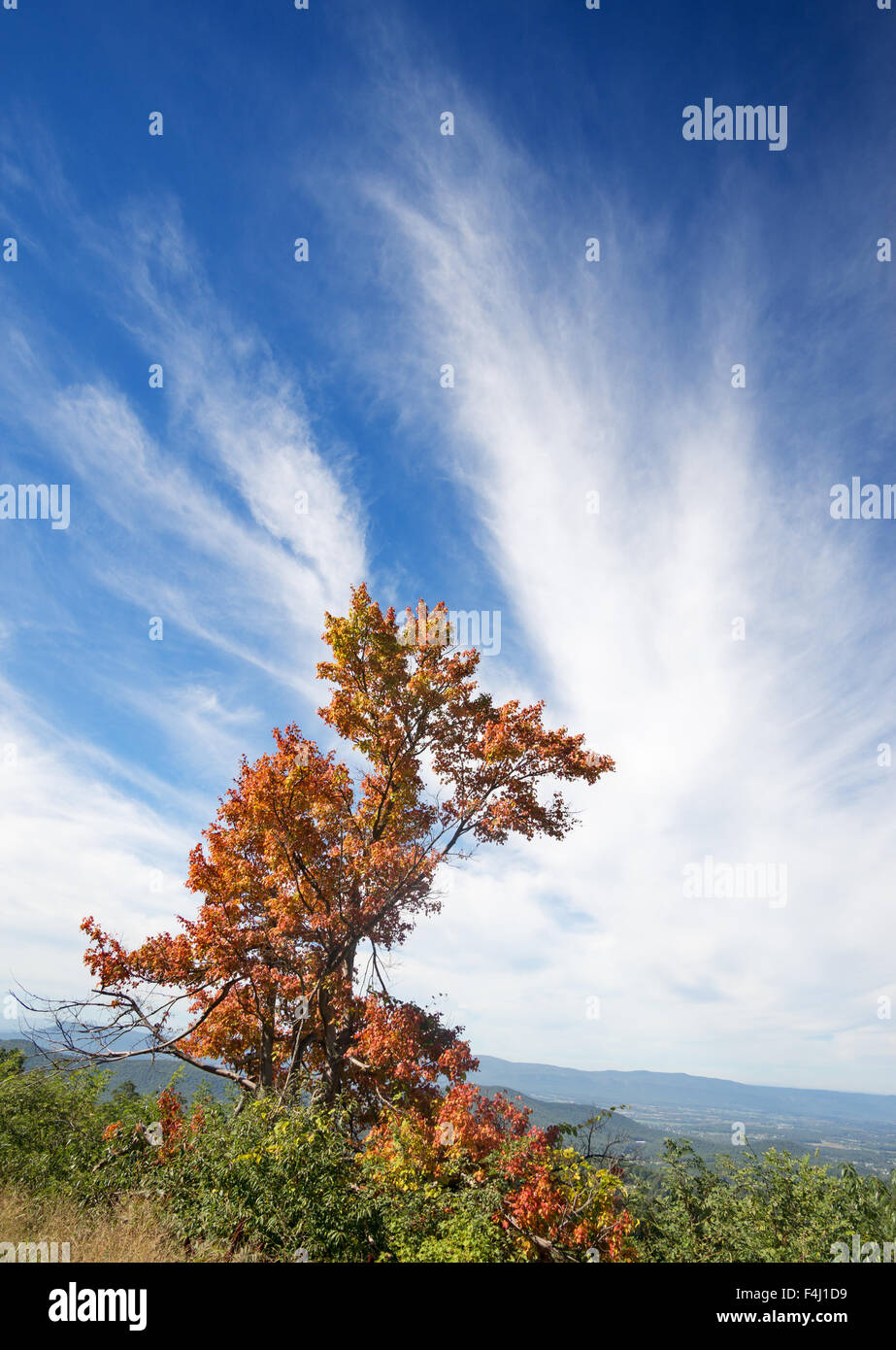 Tree with autumn foliage and blue sky with white clouds Skyline Drive, Shenandoah National Park, Virginia, USA Stock Photo