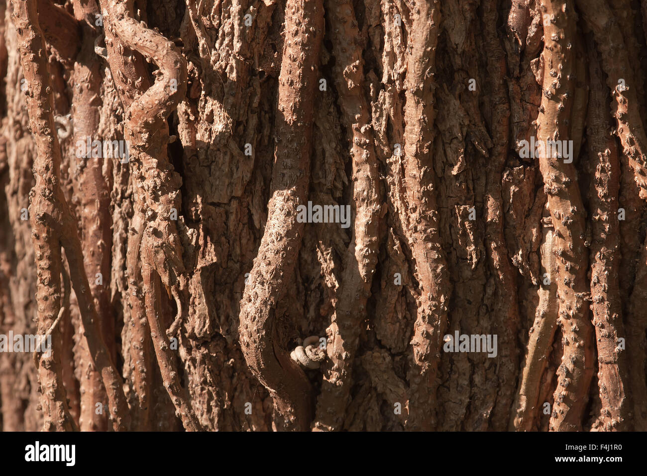 Natural graphic of liana in trunk in Nepal Stock Photo