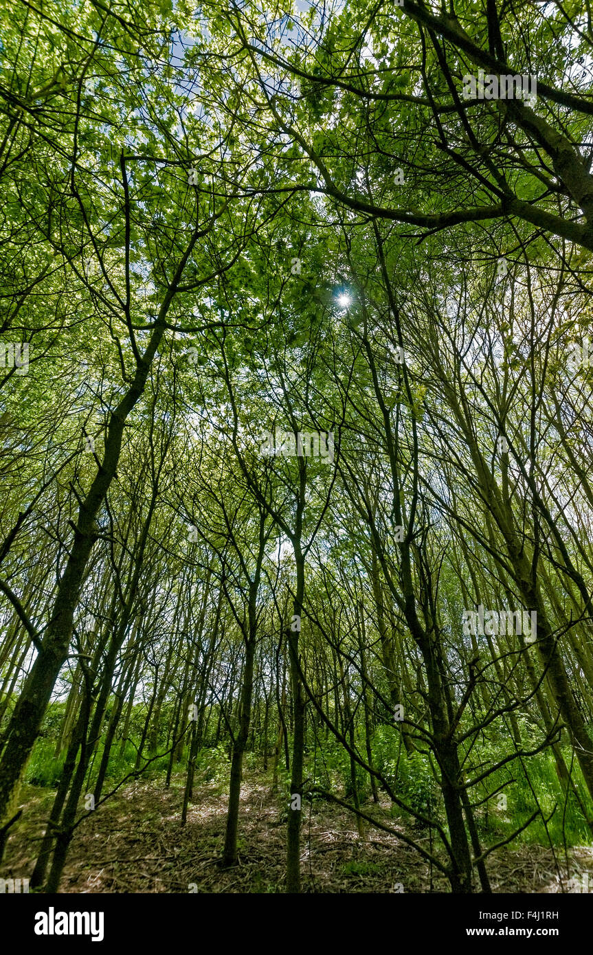 Vertical tree trunks in woods, looking upwards from the ground, with sun shining through leaves. Stock Photo