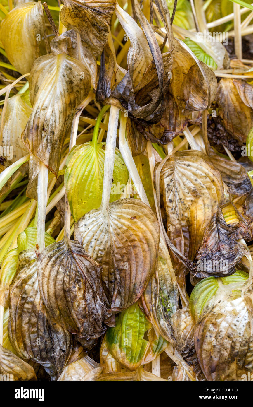 Decaying tree leaves hi-res stock photography and images - Alamy