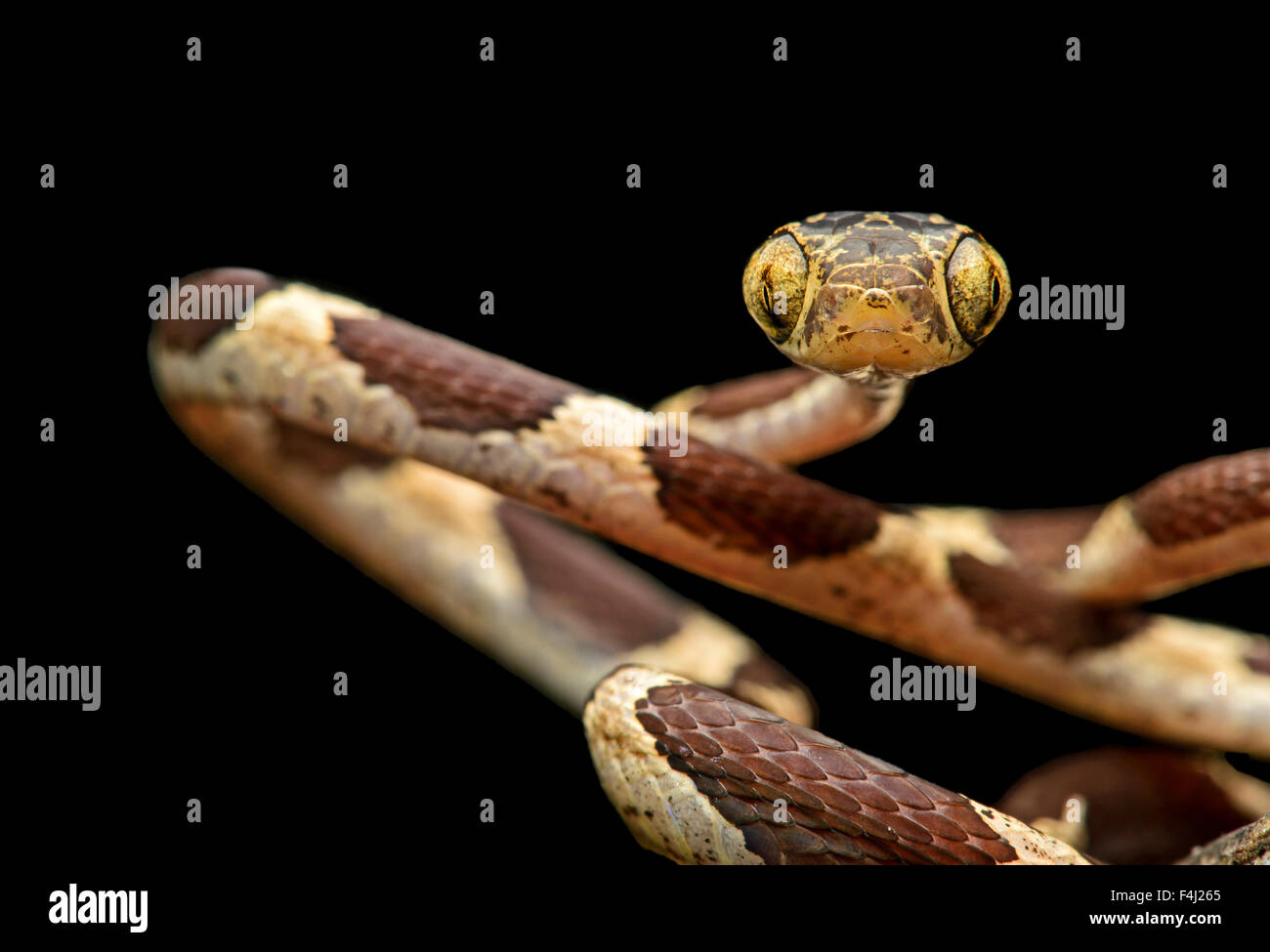 Common Blunthead (Imantodes cenchoa), (Colubridae family), Amazon rainforest, Yasuni National Park, Ecuador Stock Photo
