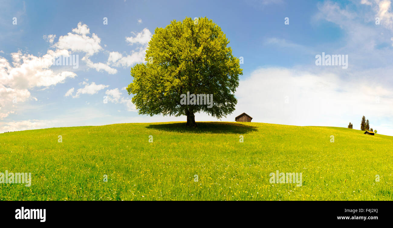 Tree beech leaves summer hi-res stock photography and images - Alamy