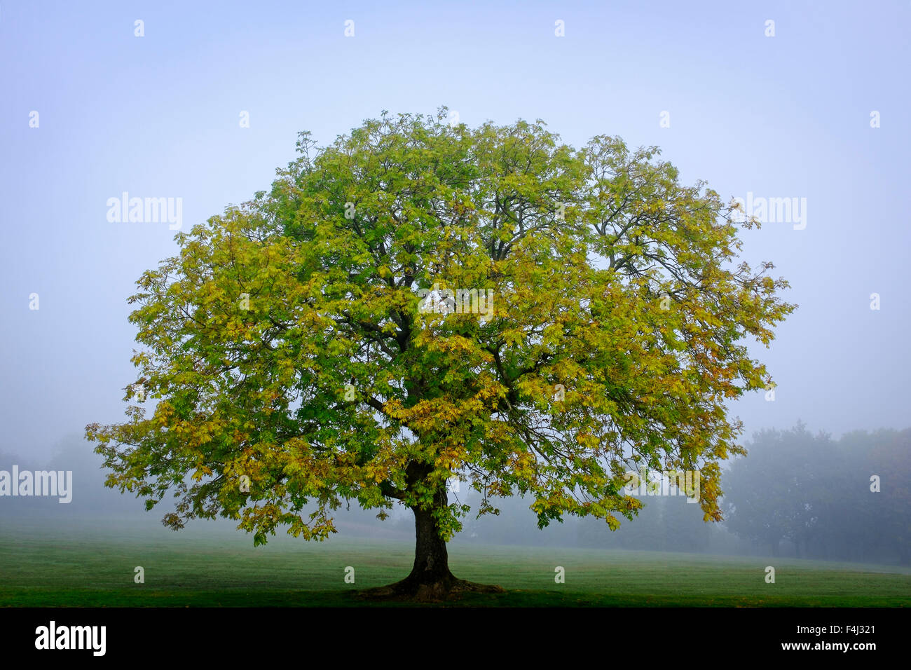 Green ash tree uk hires stock photography and images Alamy