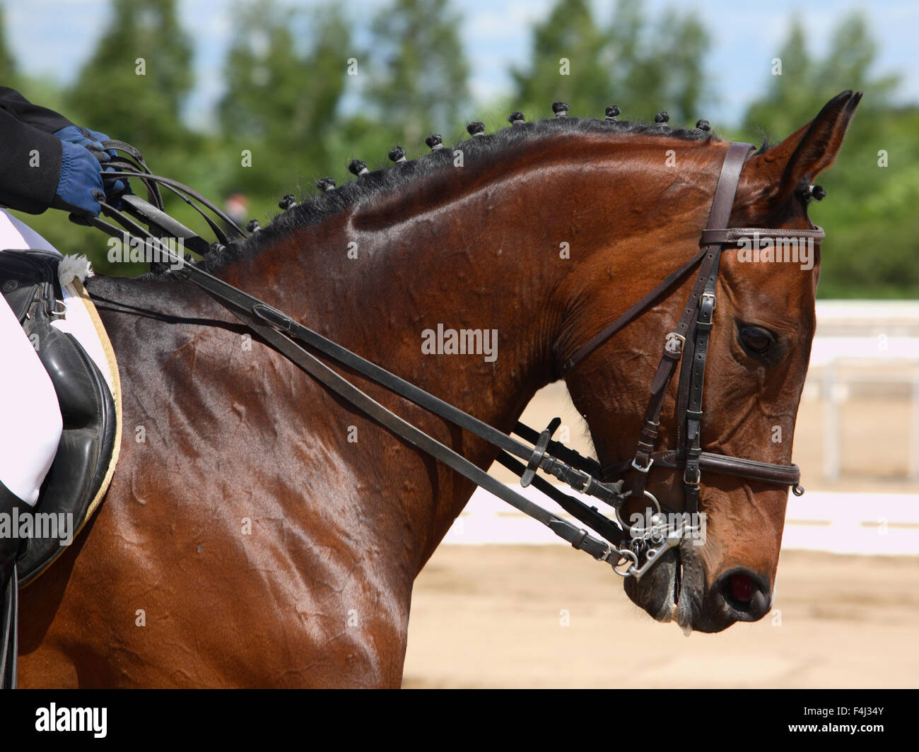 Amazing horse head with bridle on sports arena background Stock Photo