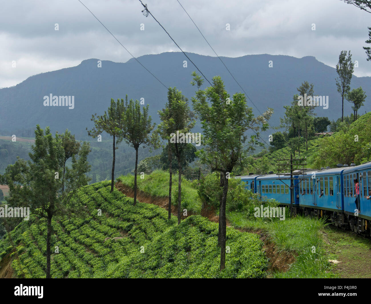 Tea plantations on train journey from Kandy to Ella, in the highlands