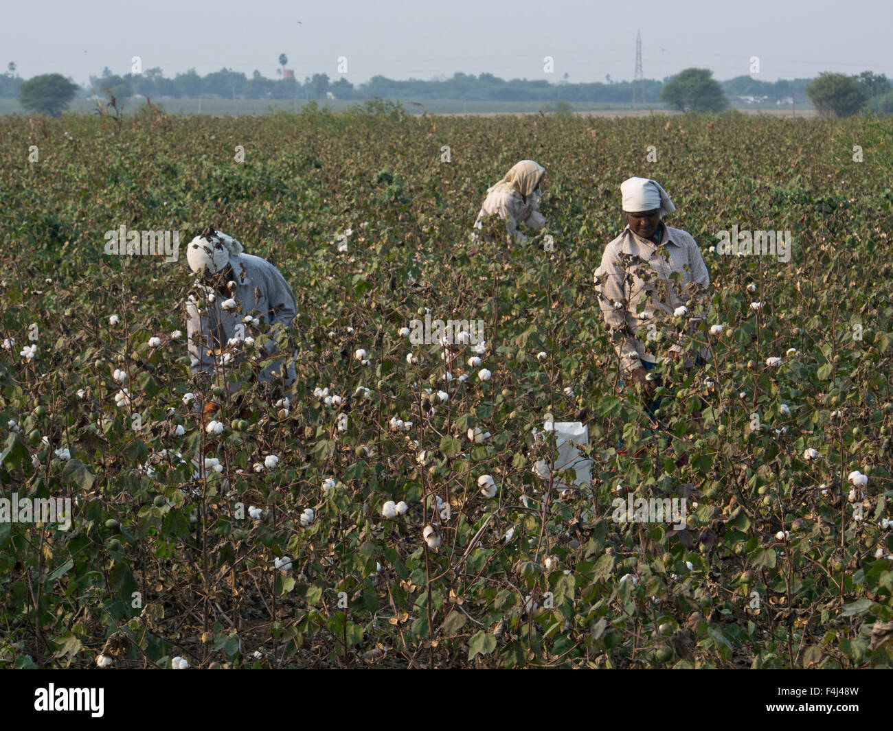Cotton pickers in Tamil Nadu, India, Asia Stock Photo