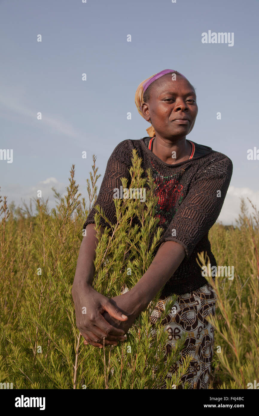 Farmers harvest and process tea tree oil for sale for export as a health and beauty product, Kenya, East Africa, Africa Stock Photo