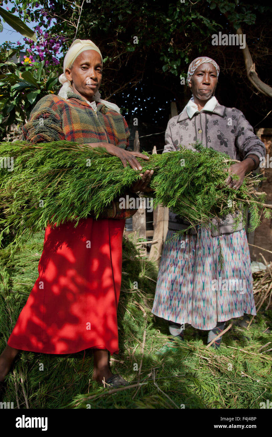 Farmers harvest and process tea tree oil for sale for export as a health and beauty product, Kenya, East Africa, Africa Stock Photo