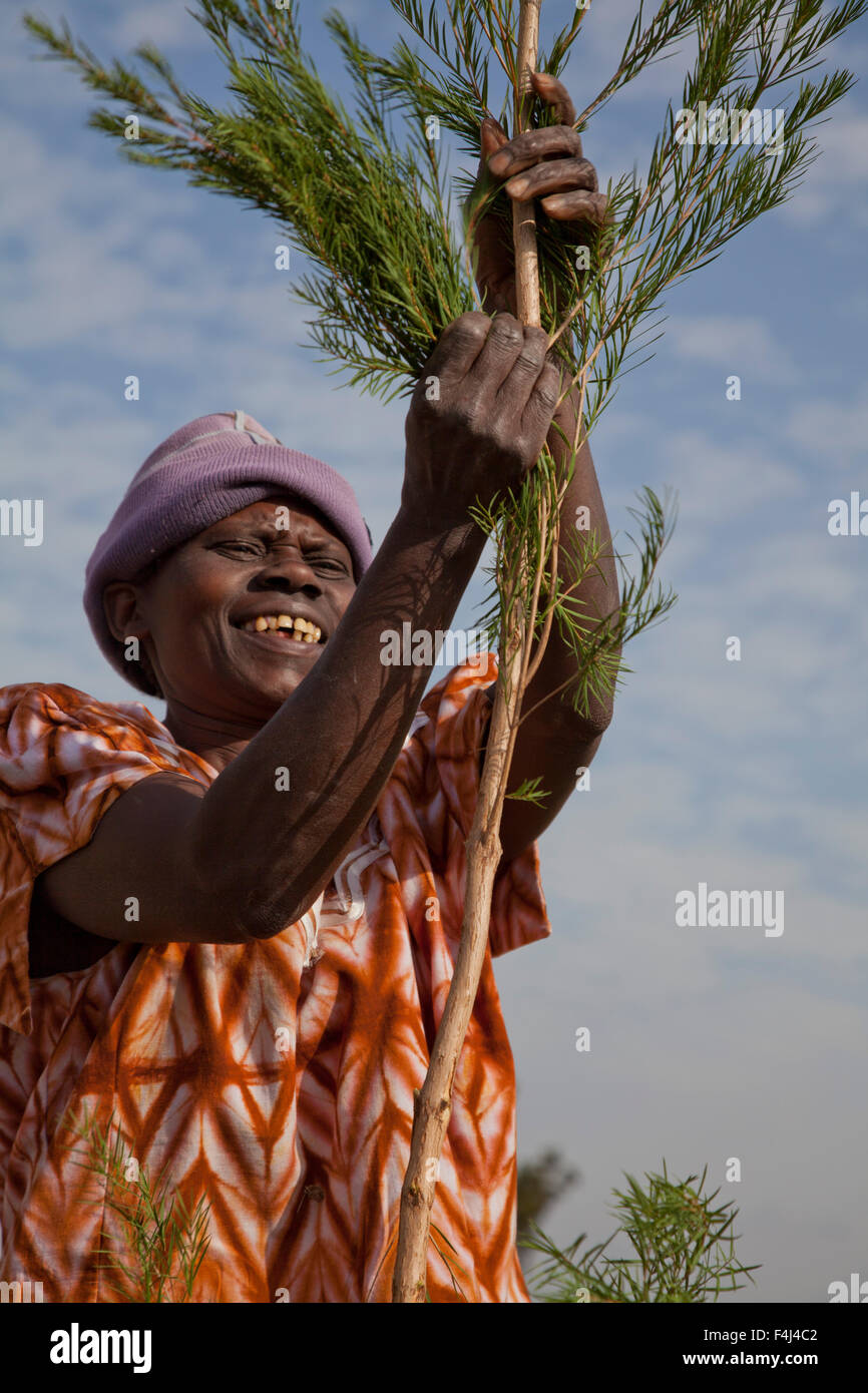 Farmers harvest and process tea tree oil for sale for export as a health and beauty product, Kenya, East Africa, Africa Stock Photo