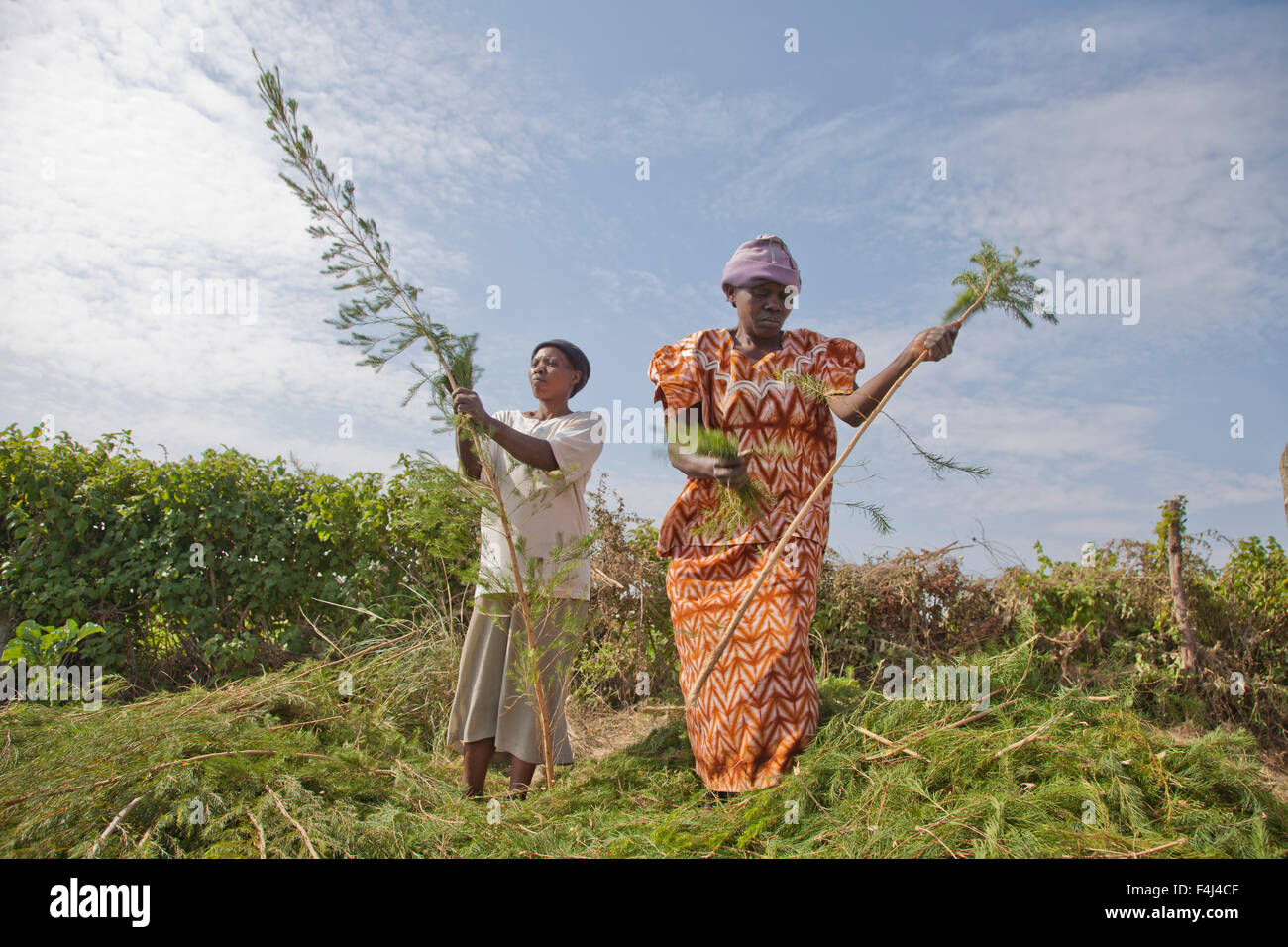 Farmers harvest and process tea tree oil for sale for export as a health and beauty product, Kenya, East Africa, Africa Stock Photo