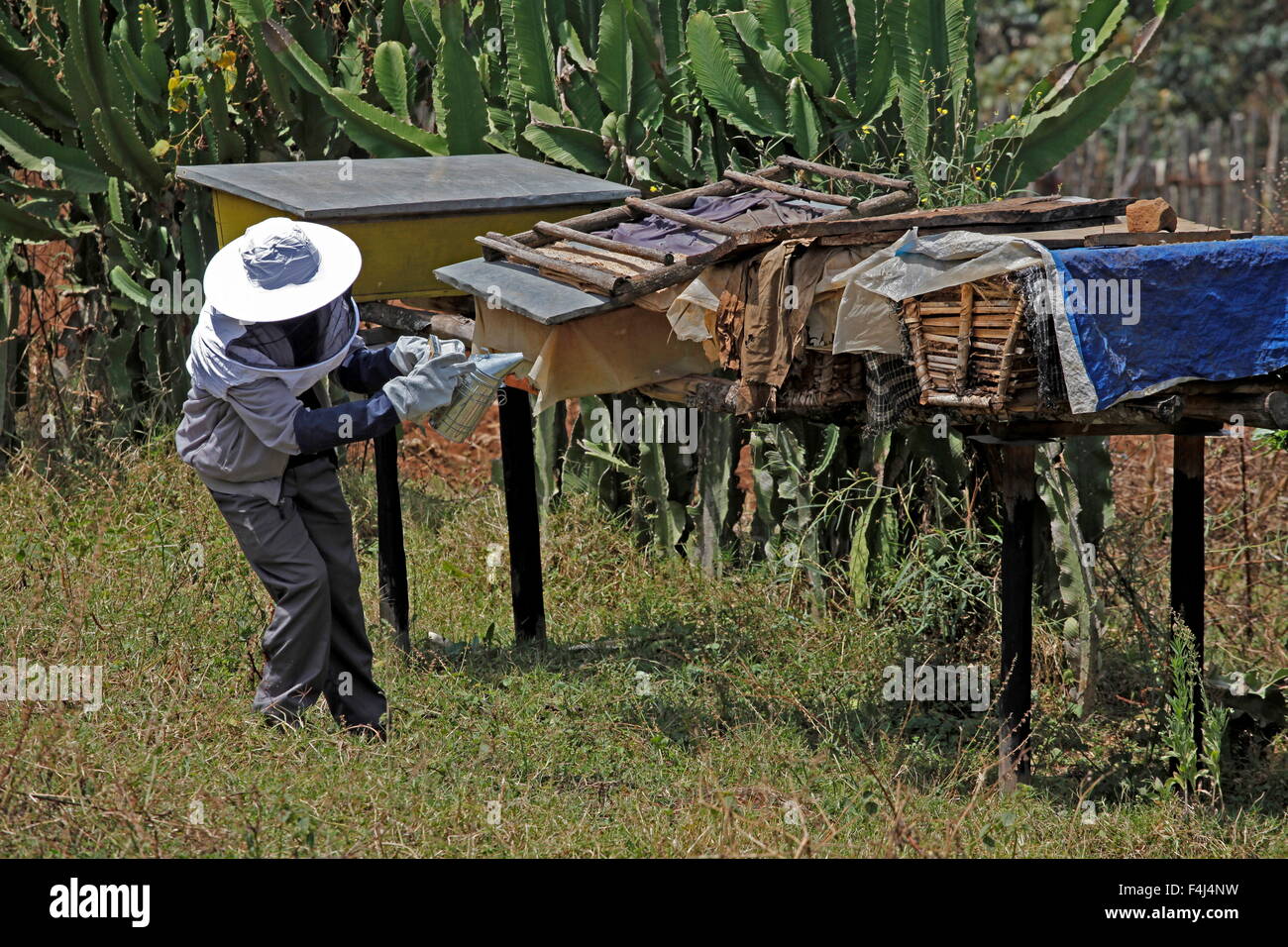 Farmer working in a honey producing co-operative in the Masha area of Ethiopia, Africa Stock Photo