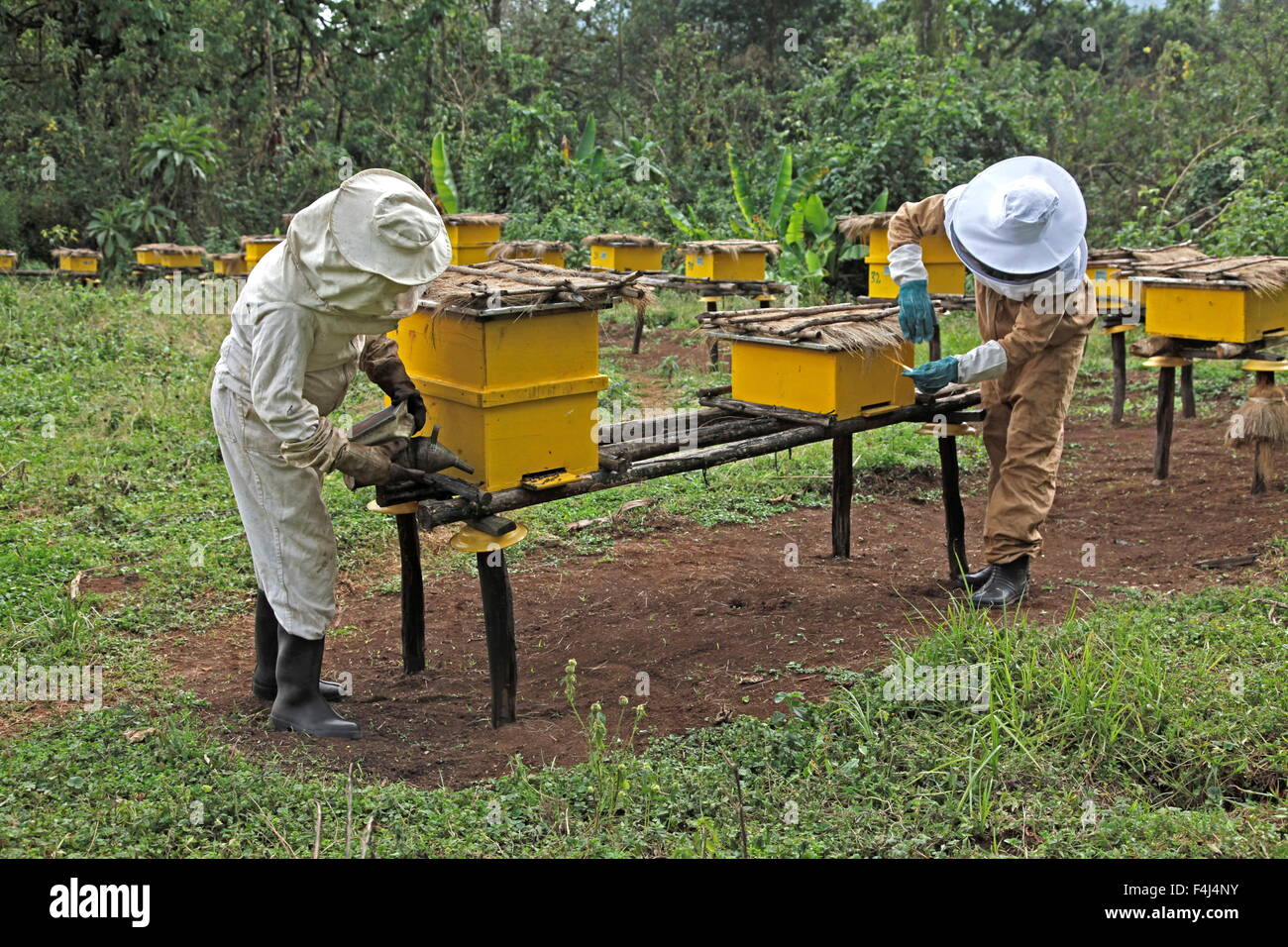 Farmers working in a honey producing co-operative in the Masha area of Ethiopia, Africa Stock Photo
