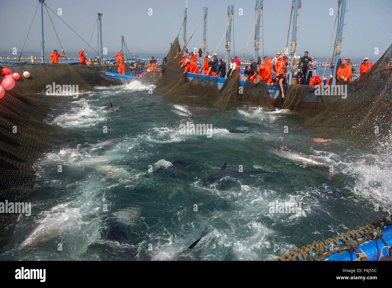 Almadraba Atlantic bluefin tuna fishery consists of a maze of nets, the final net is winched to the surface, Andalucia, Spain Stock Photo