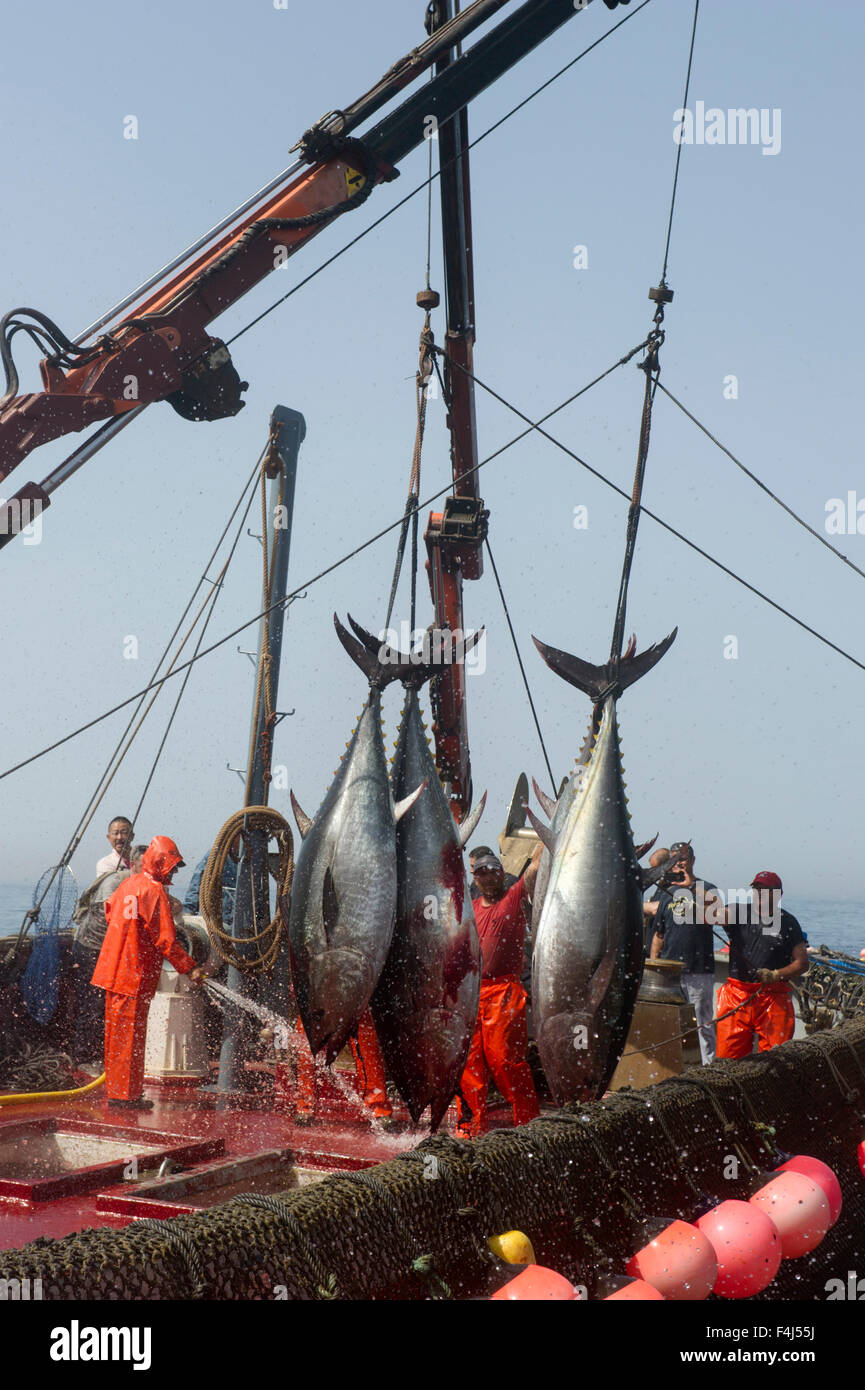 Atlantic Bluefin tuna caught by the Almadraba maze net system, fish are lifted via ropes and placed on ice, Andalucia, Spain Stock Photo