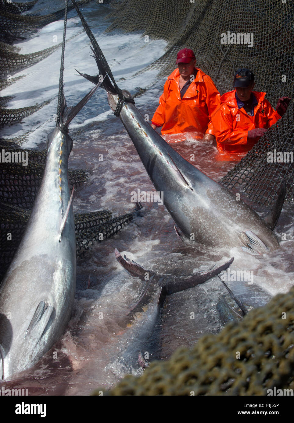 Atlantic Bluefin tuna being caught in Almadraba maze net system, Andalucia, Spain Stock Photo