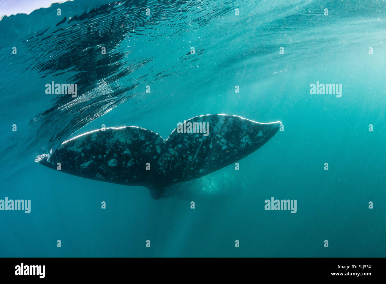 California gray whale (Eschrichtius robustus) flukes underwater in San Ignacio Lagoon, Baja California Sur, Mexico Stock Photo