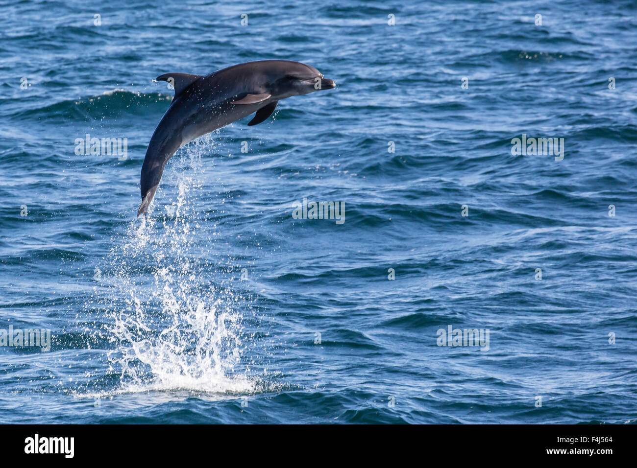 Bottlenose dolphin (Tursiops truncatus), leaping into the air near Isla San Pedro Martir, Baja California, Mexico, North America Stock Photo