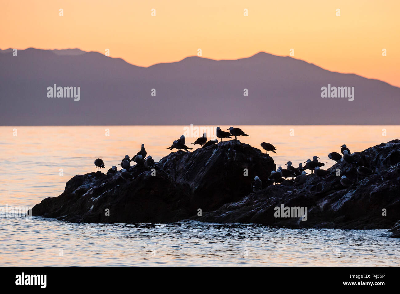 Heermann's gulls (Larus heermanni) at sunset on Isla Rasita, Baja California, Mexico, North America Stock Photo