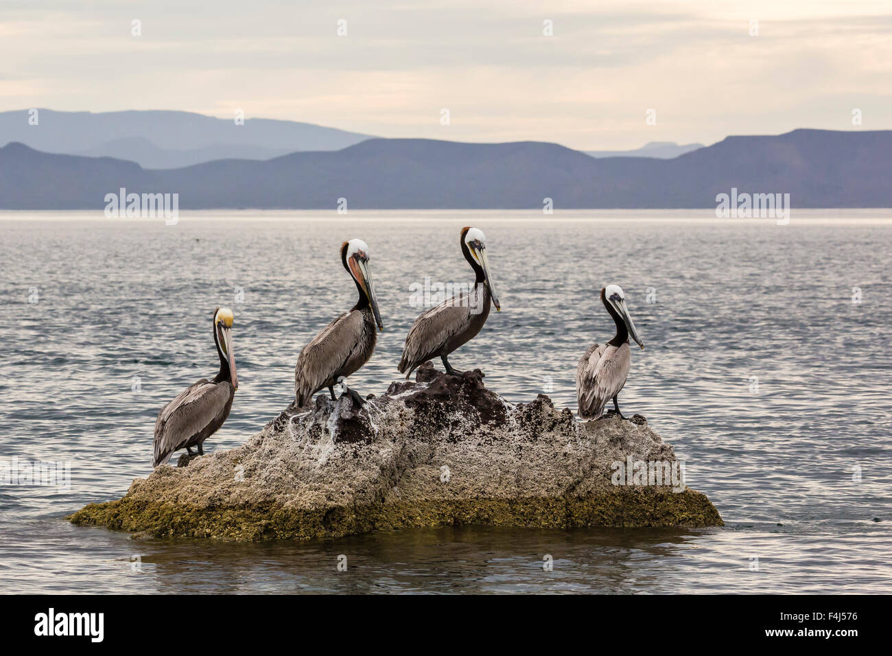 Adult brown pelicans (Pelecanus occidentalis), Isla Ildefonso, Baja California Sur, Mexico, North America Stock Photo