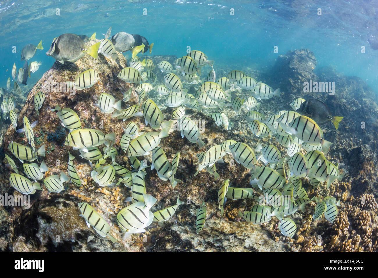 A large school of convict tang on the only living reef in the Sea of Cortez, Cabo Pulmo, Baja California Sur, Mexico Stock Photo