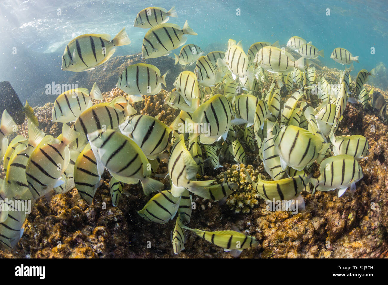 A large school of convict tang on the only living reef in the Sea of Cortez, Cabo Pulmo, Baja California Sur, Mexico Stock Photo