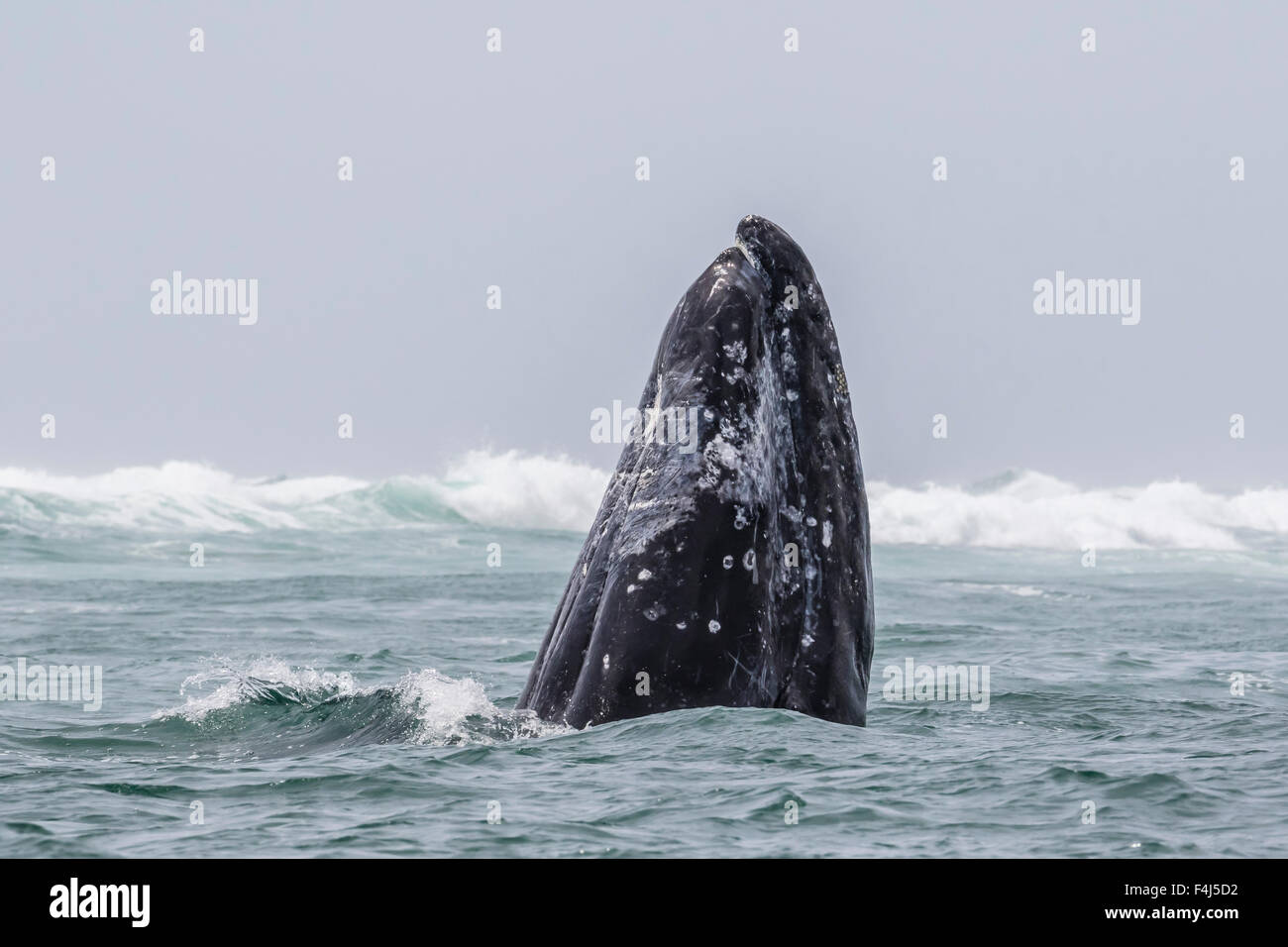 Adult gray whale hi-res stock photography and images - Alamy