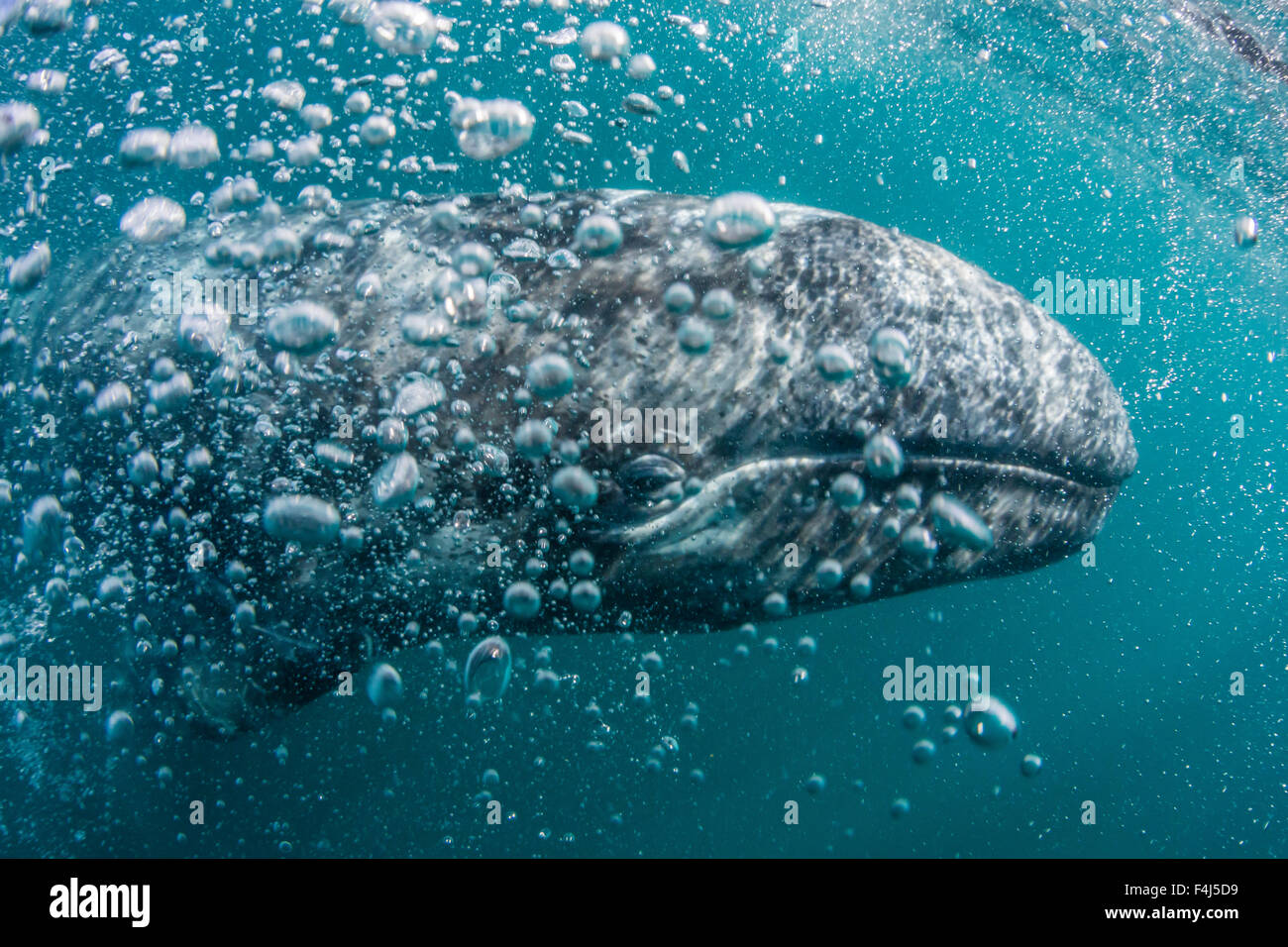 Gray whale underwater hi-res stock photography and images - Alamy